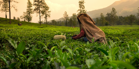 The Art of Ceylon Tea, Perfected for Canada
